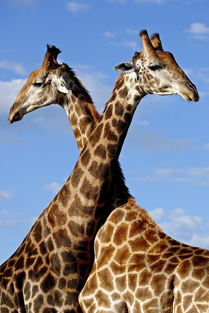 Two male Cape giraffe (Giraffa camelopardalis giraffa) fighting, Imfolozi Game Reserve, South Africa, Africa