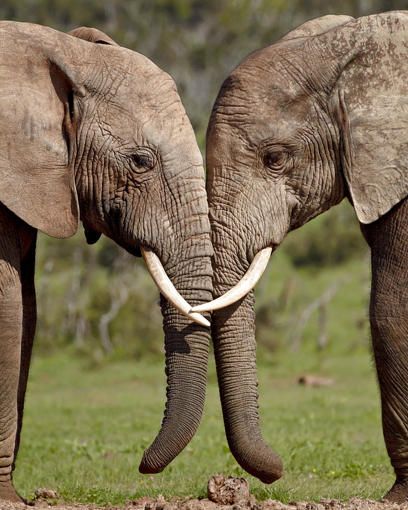 Two African elephant (Loxodonta africana) face to face, Addo Elephant National Park, South Africa, Africa