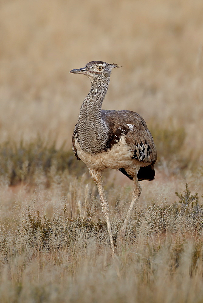 Kori bustard (Ardeotis kori), Kgalagadi Transfrontier Park, encompassing the former Kalahari Gemsbok National Park, South Africa, Africa