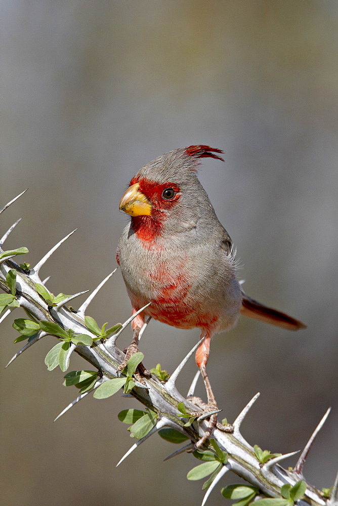 Male pyrrhuloxia (Cardinalis sinuatus), The Pond, Amado, Arizona, United States of America, North America