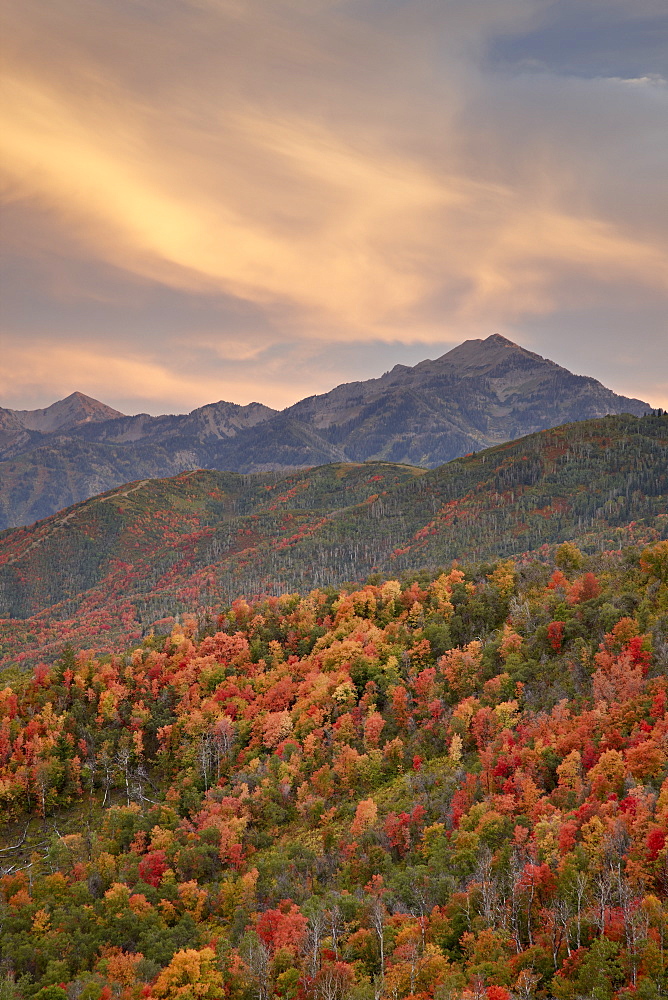 Orange clouds at sunset over orange and red maples in the fall, Uinta National Forest, Utah, United States of America, North America