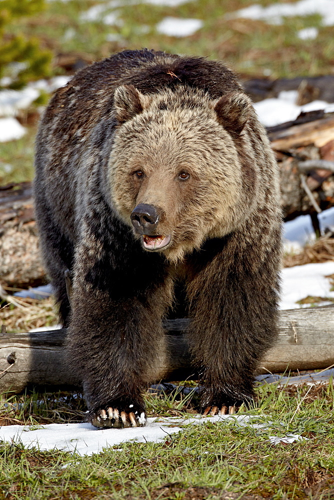 Grizzly bear (Ursus arctos horribilis), Yellowstone National Park, Wyoming, United States of America, North America