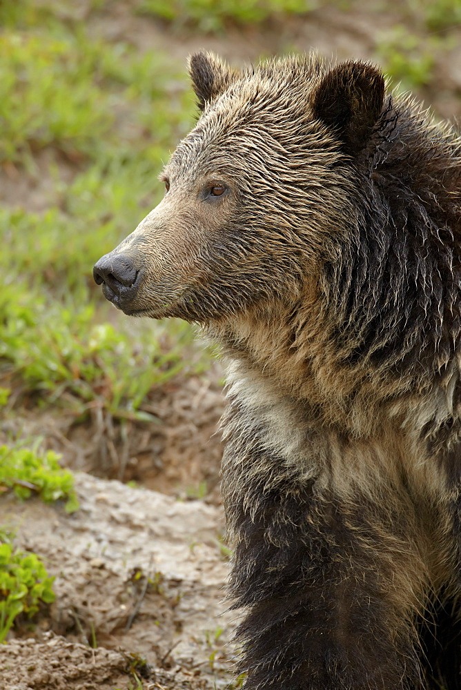 Grizzly bear (Ursus arctos horribilis), Yellowstone National Park, Wyoming, United States of America, North America