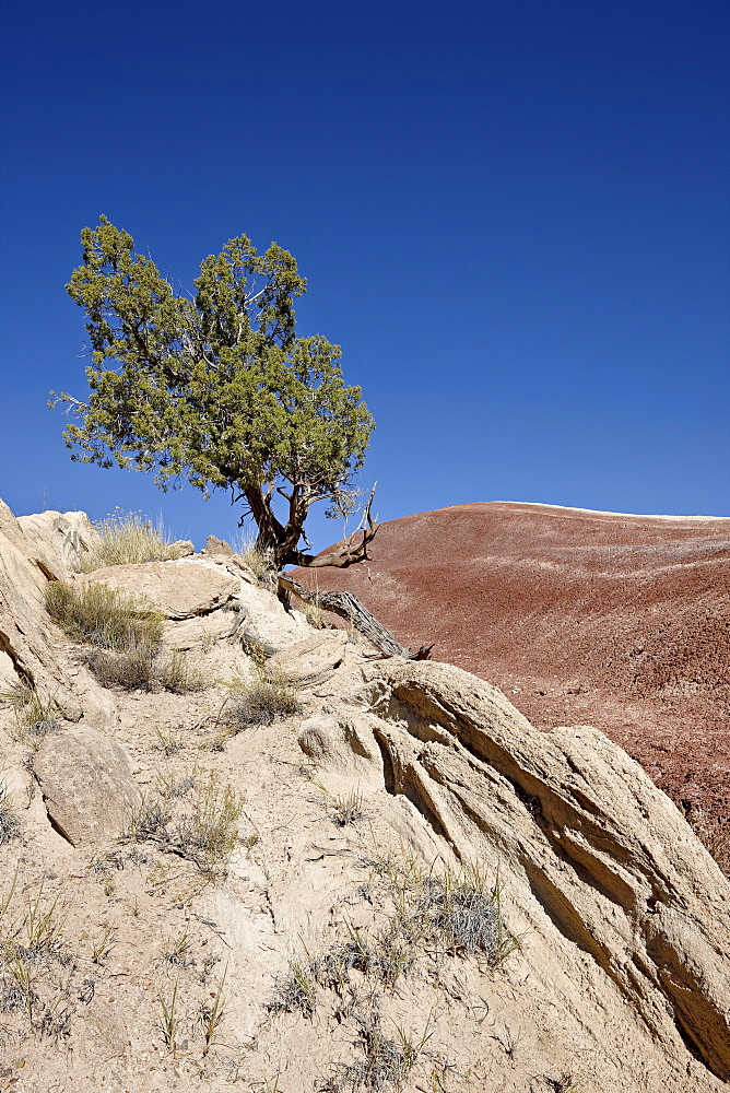 Juniper in the badlands, Capitol Reef National Park, Utah, United States of America, North America