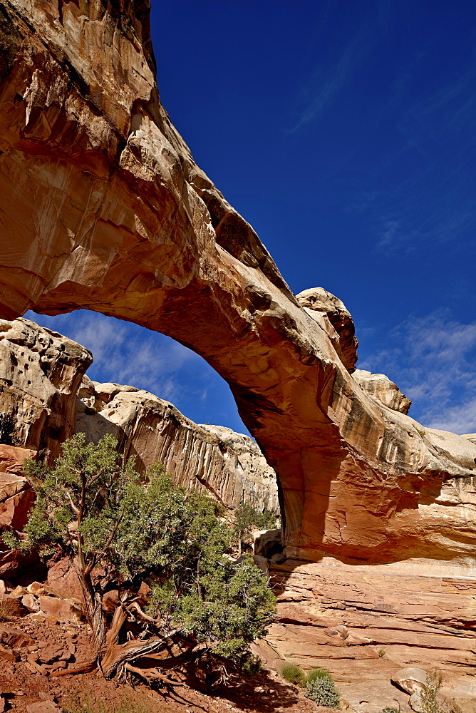 Hickman Bridge, Capitol Reef National Park, Utah, United States of America, North America