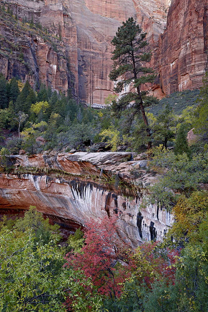 Evergreens, red maples, and red rock on the Emerald Pools Trail, Zion National Park, Utah, United States of America, North America