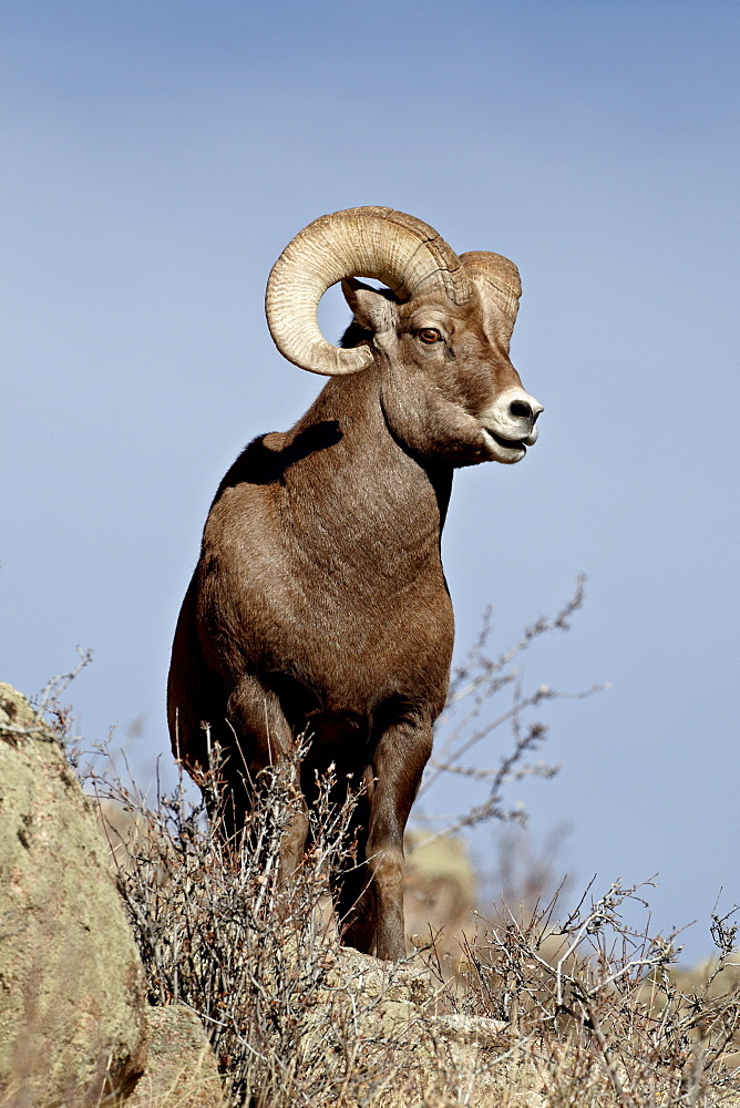 Bighorn sheep (Ovis canadensis) ram during the rut, Arapaho National Forest, Colorado, United States of America, North America