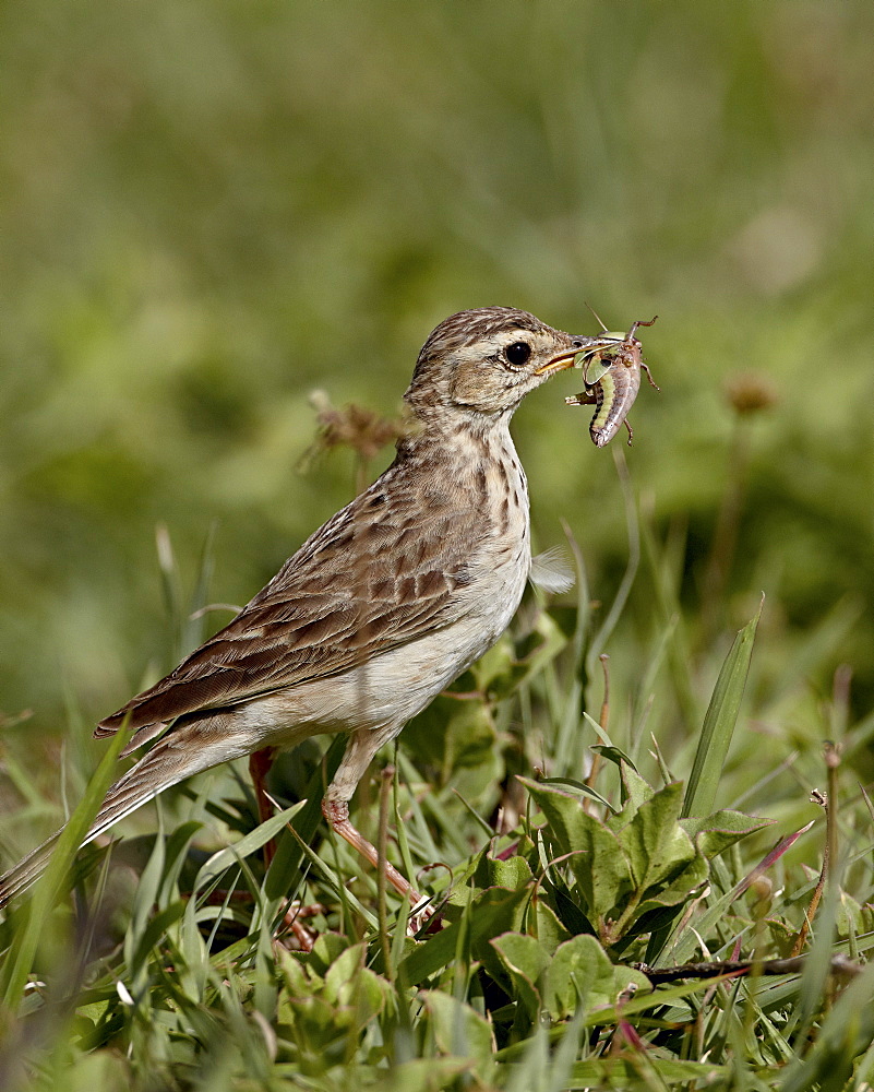 African pipit (grassland pipit) (grassveld pipit) (Anthus cinnamomeus) with a grasshopper, Ngorongoro Crater, Tanzania, East Africa, Africa