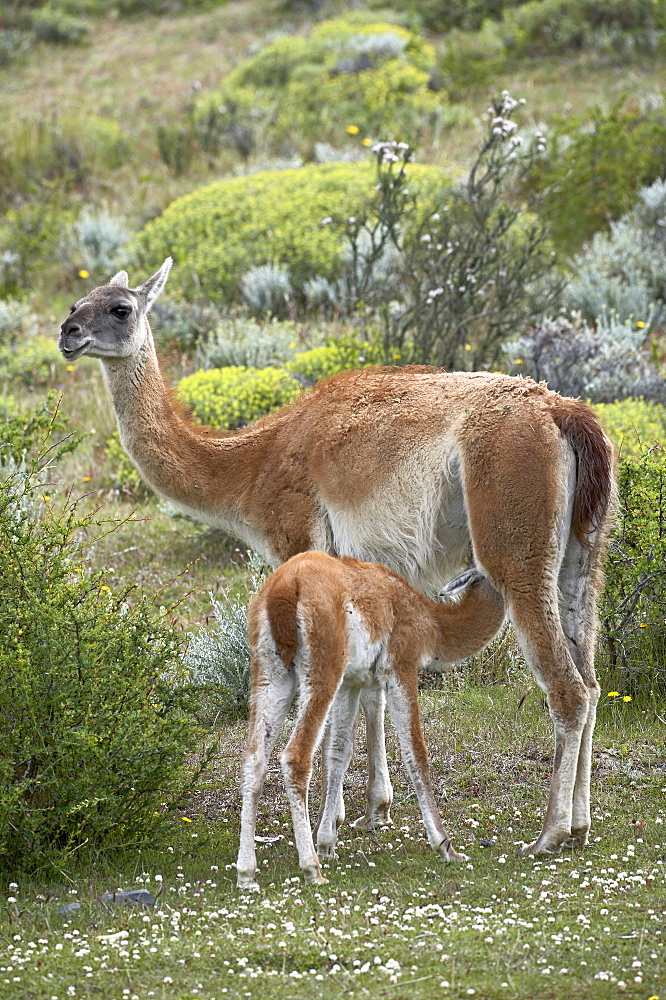 Mother guanaco (Lama guanicse) nursing her young, Torres del Paine, Patagonia, Chile, South America