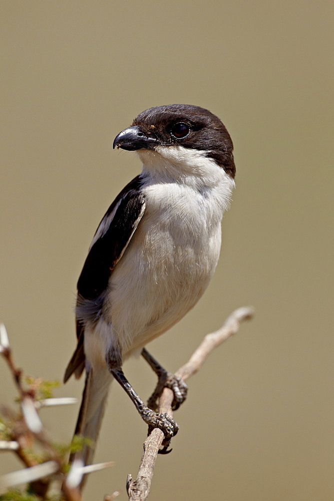 Fiscal shrike (common fiscal) (Lanius collaris), Ngorongoro Crater, Tanzania, East Africa, Africa