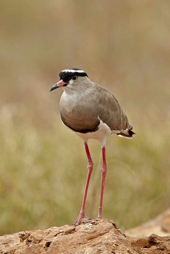 Crowned plover (crowned lapwing) (Vanellus coronatus), Ngorongoro Crater, Tanzania, East Africa, Africa