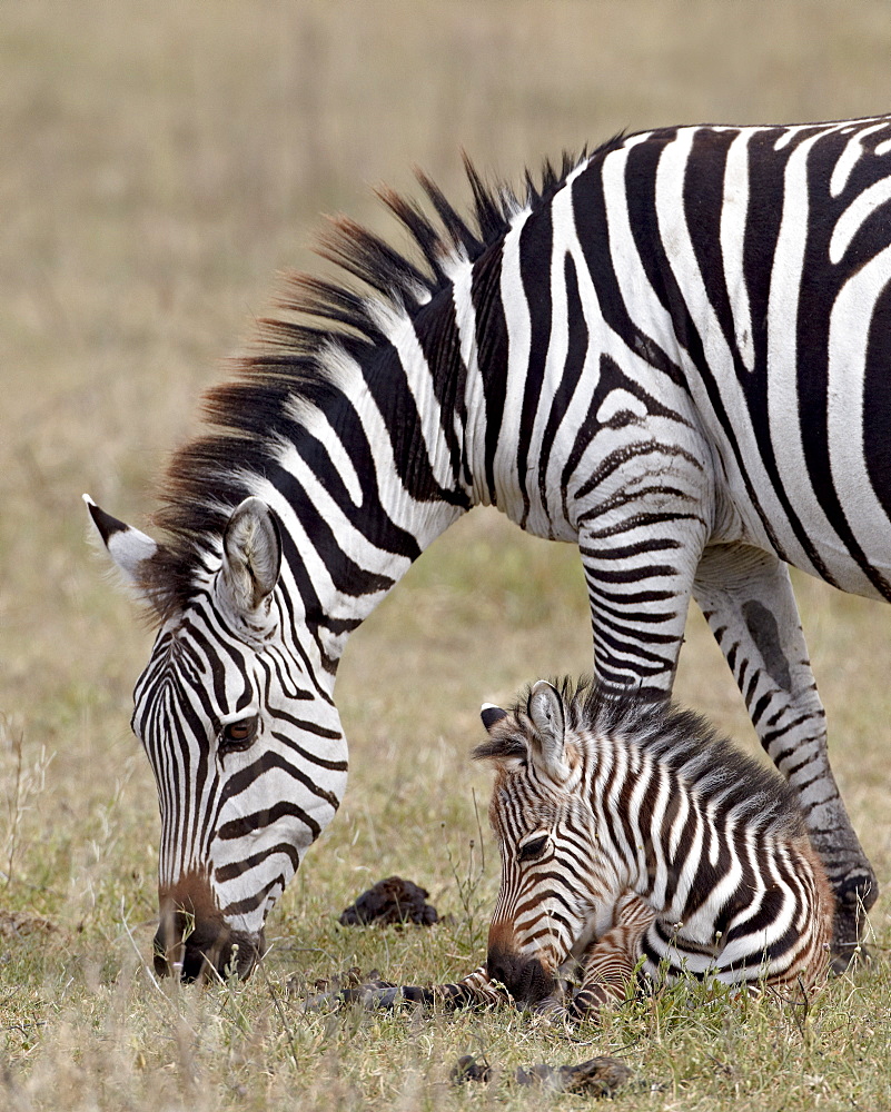 Common zebra (Burchell's zebra) (Equus burchelli) mare and colt, Ngorongoro Crater, Tanzania, East Africa, Africa