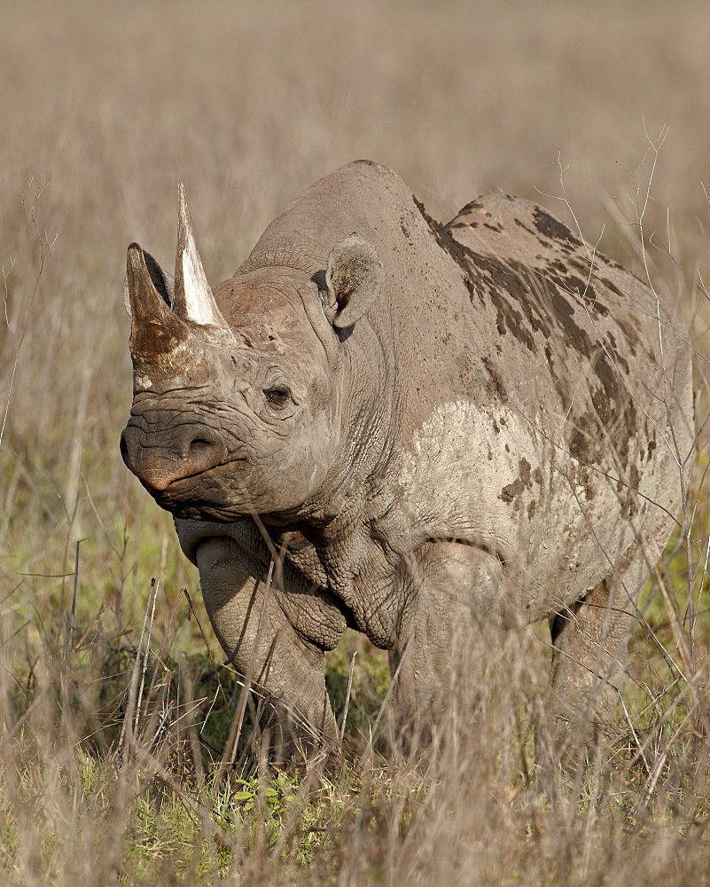 Black rhinoceros (hook-lipped rhinoceros) (Diceros bicornis), Ngorongoro Crater, Tanzania, East Africa, Africa