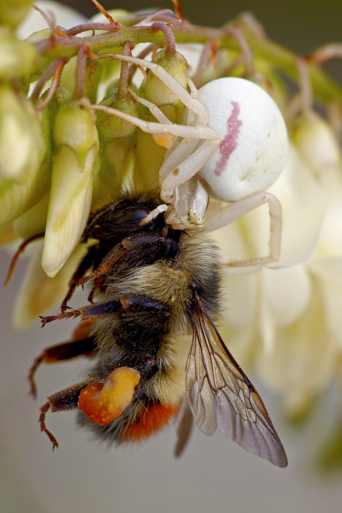 Female goldenrod spider (Misumena vatia) eating a red-tailed bumble bee (Bombus ternarius), Waterton Lakes National Park, Alberta, Canada, North America