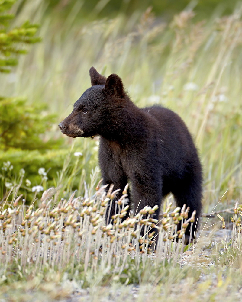 Black bear (Ursus americanus) cub of the year, Waterton Lakes National Park, Alberta, Canada, North America