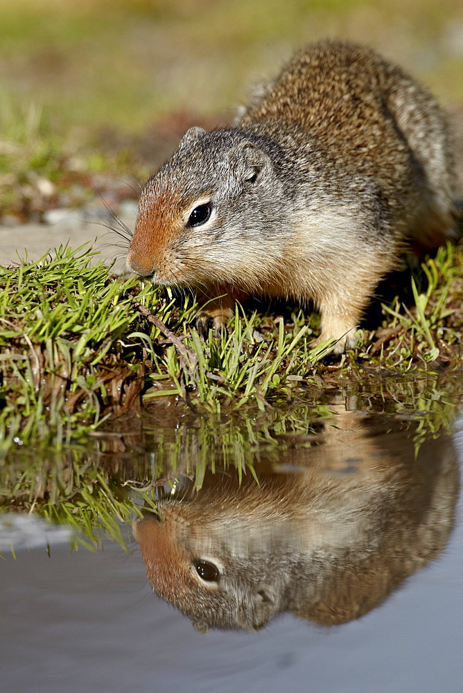 Columbian ground squirrel (Citellus columbianus) reflected, Glacier National Park, Montana, United States of America, North America