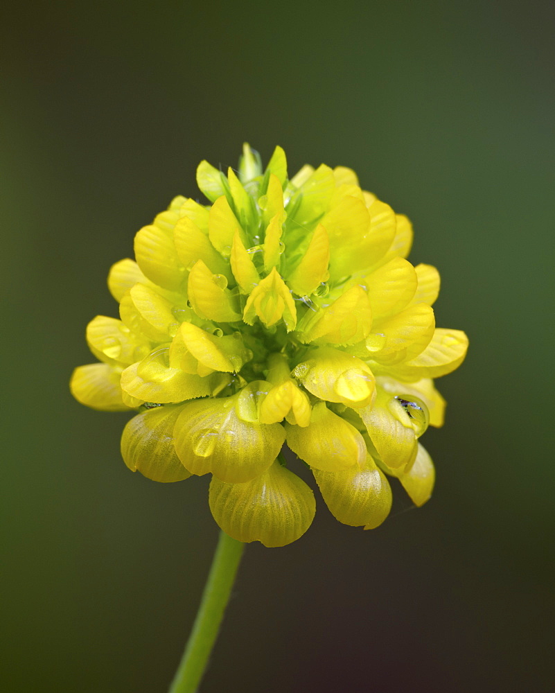 Hop clover (Trifolium aureum) (Trifolium agrarium), Idaho Panhandle National Forests, Idaho, United States of America, North America