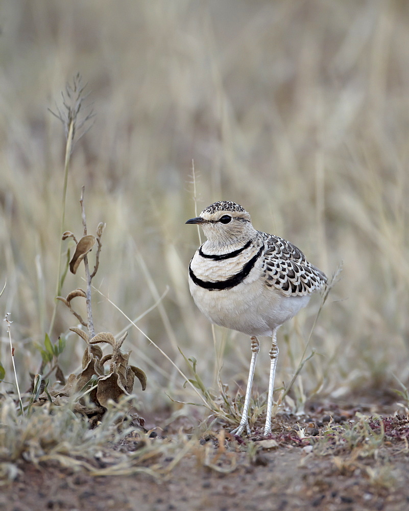 Two-Banded Courser (Double-Banded Courser) (Rhinoptilus africanus), Serengeti National Park, Tanzania, East Africa, Africa