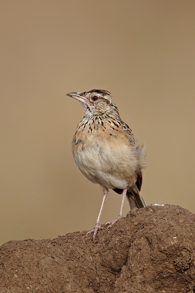 Rufous-naped lark (Mirafra africana), Serengeti National Park, Tanzania, East Africa, Africa