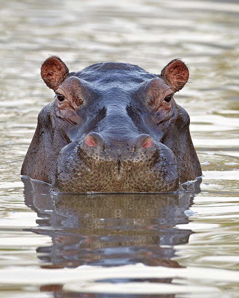 Hippopotamus (Hippopotamus amphibius), Serengeti National Park, Tanzania, East Africa, Africa