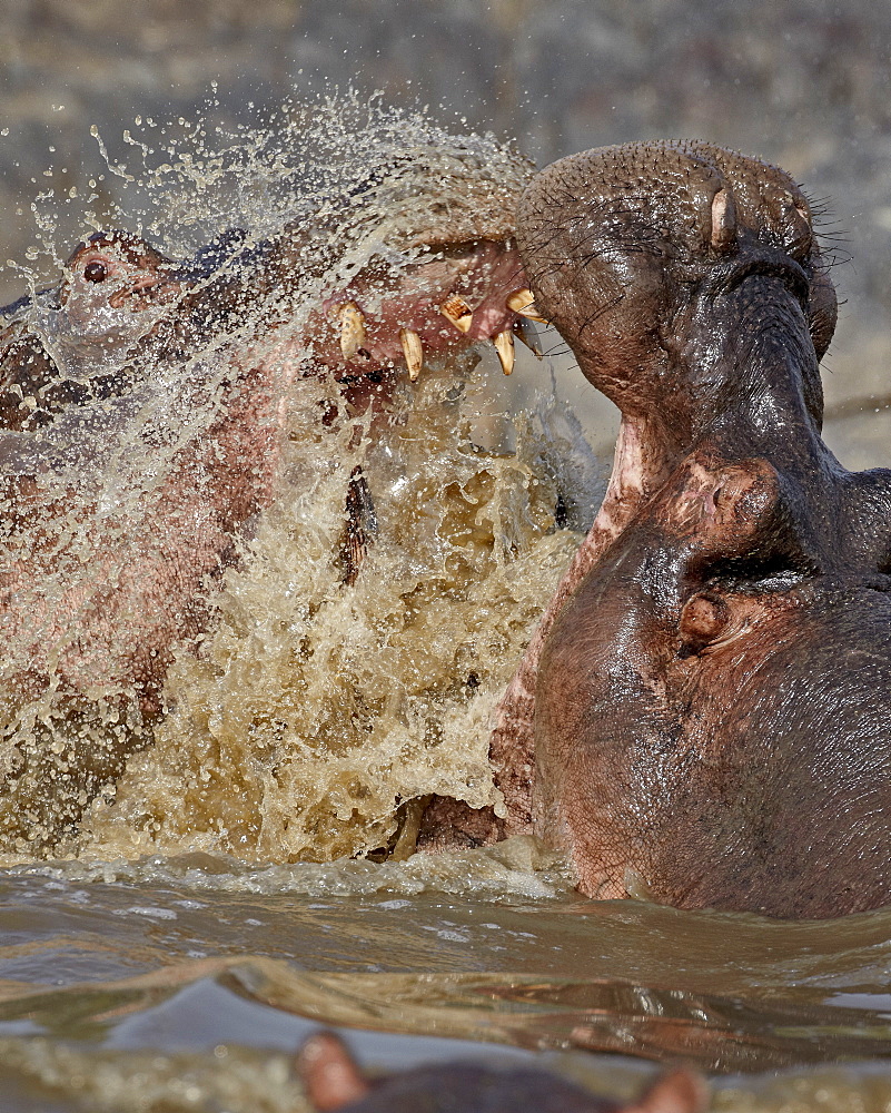 Two hippopotamus (Hippopotamus amphibius) sparring, Serengeti National Park, Tanzania, East Africa, Africa