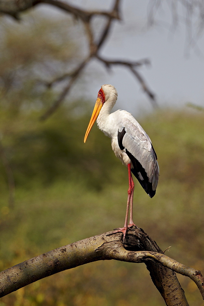 Yellow-billed stork (Mycteria ibis), Serengeti National Park, Tanzania, East Africa, Africa