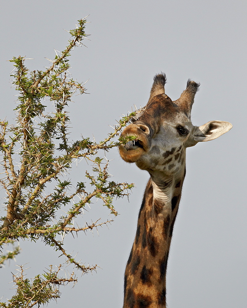 Masai giraffe (Giraffa camelopardalis tippelskirchi) feeding, Serengeti National Park, Tanzania, East Africa, Africa