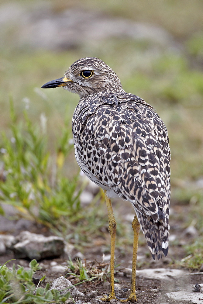 Spotted thick-knee (spotted dikkop) (Burhinus capensis), Serengeti National Park, Tanzania, East Africa, Africa