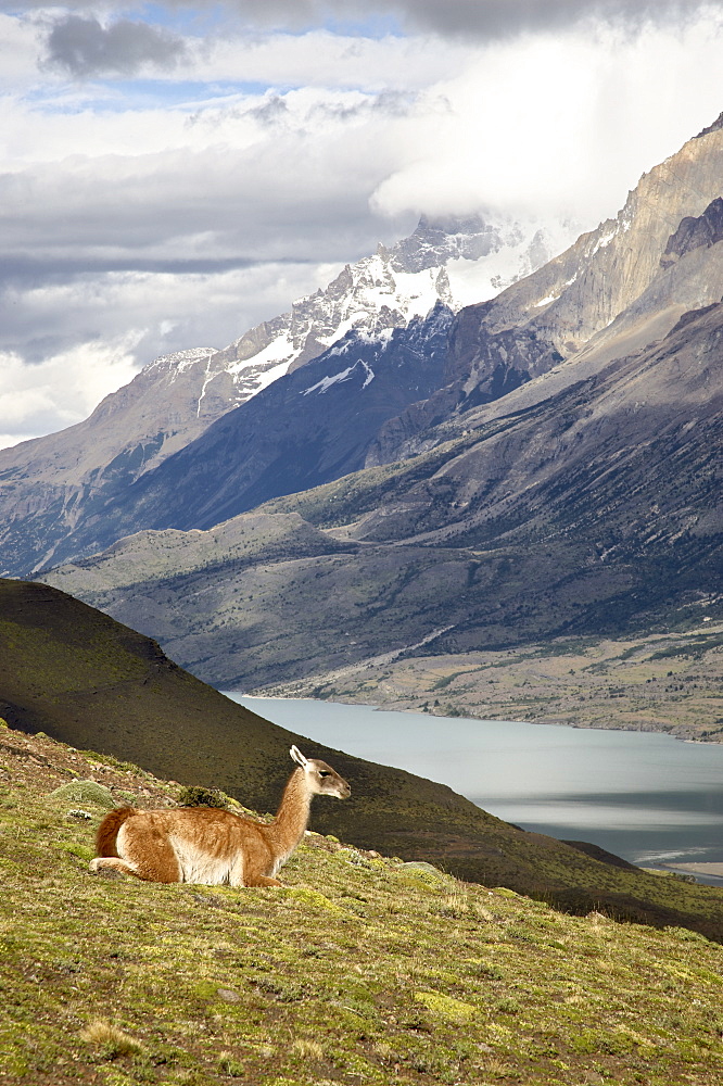 Guanaco (Lama guanicoe) with mountains and Lago Nordenskjsld in the background, Torres del Paine National Park, Patagonia, Chile, South America