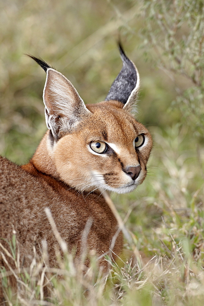 Caracal (Caracal caracal), Serengeti National Park, Tanzania, East Africa, Africa