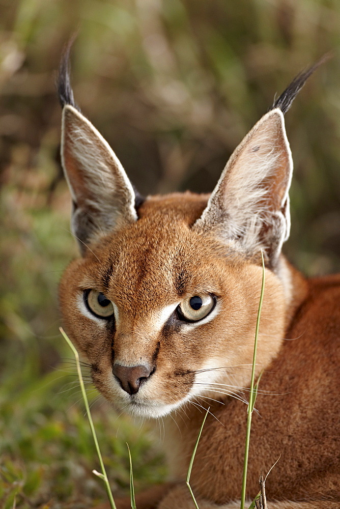 Caracal (Caracal caracal), Serengeti National Park, Tanzania, East Africa, Africa