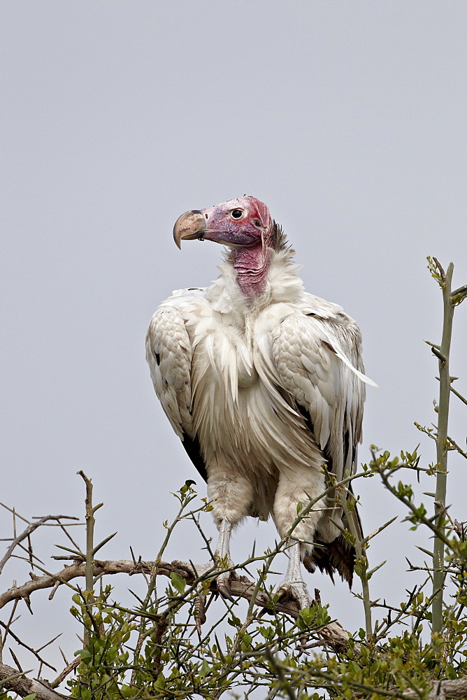 Hypomelanistic lappet-faced vulture (Torgos tracheliotus), Serengeti National Park, Tanzania, East Africa, Africa