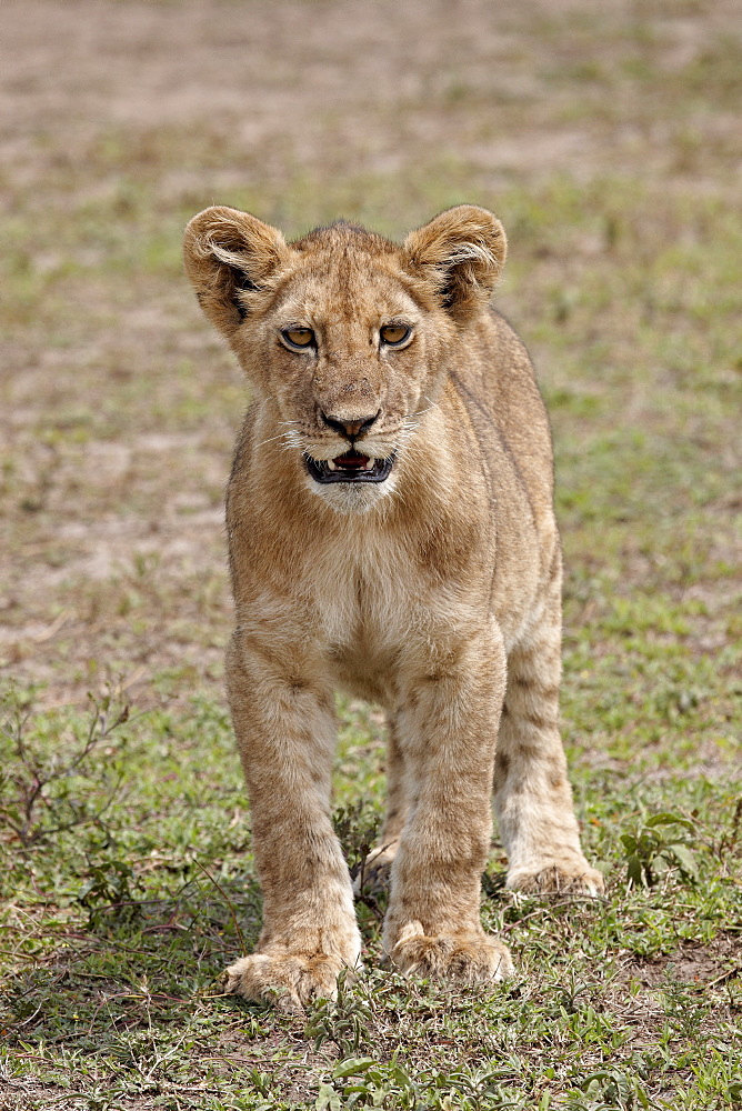 Lion (Panthera leo) cub, Serengeti National Park, Tanzania, East Africa, Africa