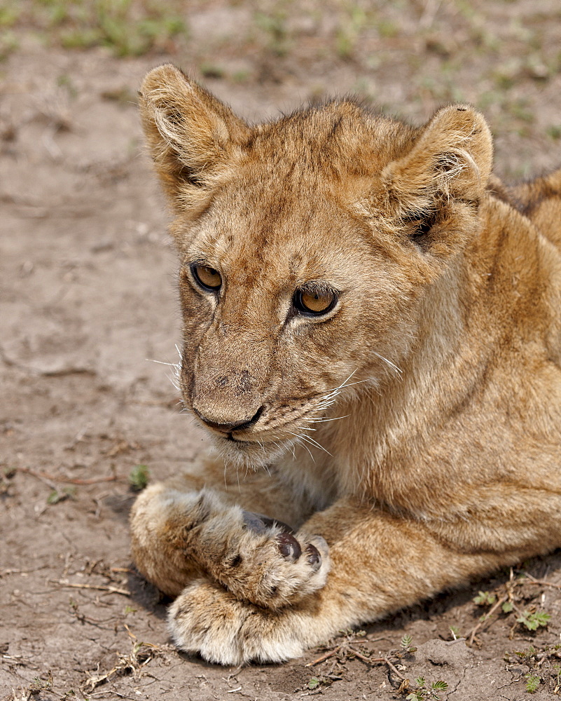 Lion (Panthera leo) cub, Serengeti National Park, Tanzania, East Africa, Africa