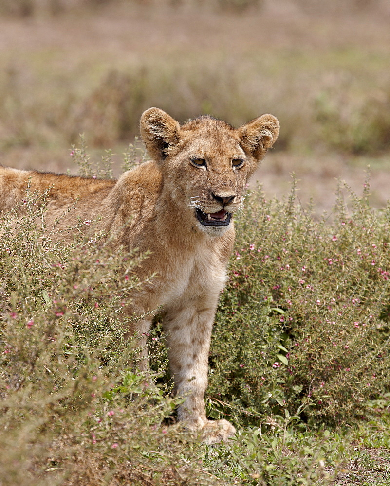 Lion (Panthera leo) cub, Serengeti National Park, Tanzania, East Africa, Africa