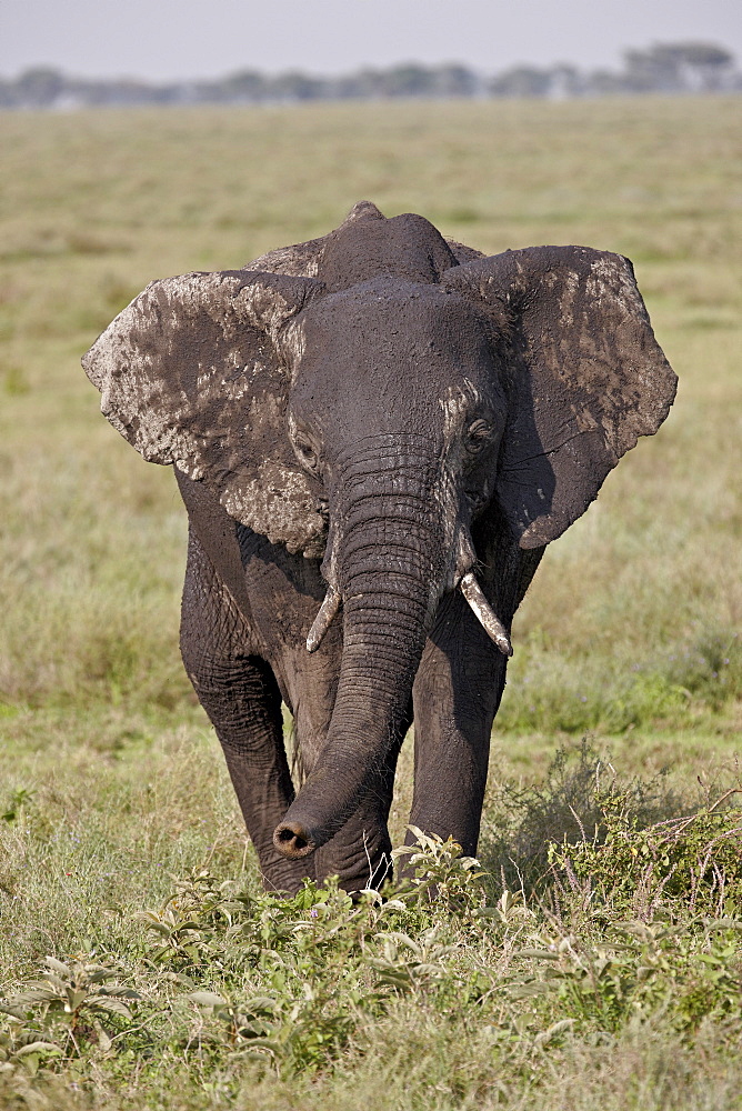 African elephant (Loxodonta africana), Serengeti National Park, Tanzania, East Africa, Africa