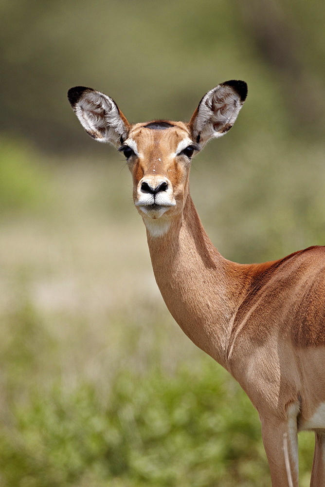 Female impala (Aepyceros melampus), Serengeti National Park, Tanzania, East Africa, Africa