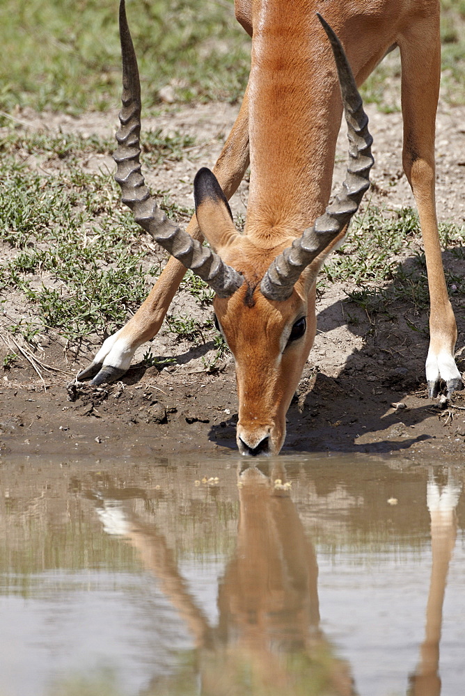 Male impala (Aepyceros melampus) drinking, Serengeti National Park, Tanzania, East Africa, Africa