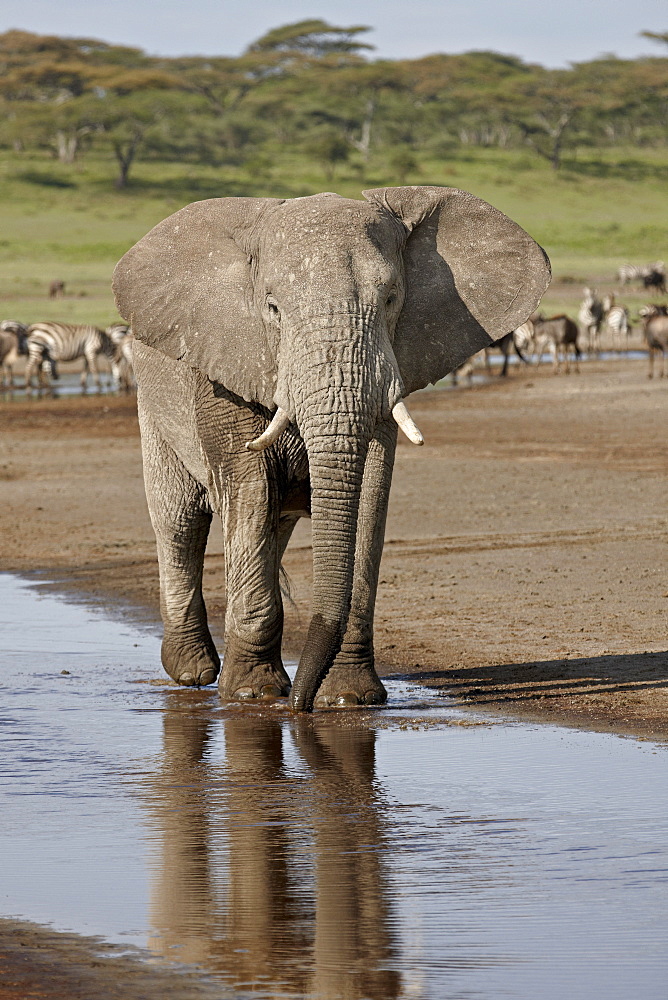 African elephant (Loxodonta africana) standing in a small stream, Serengeti National Park, Tanzania, East Africa, Africa