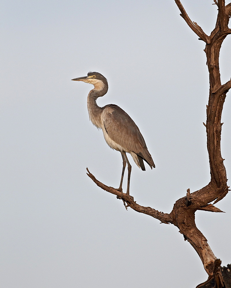 Black-headed heron (Ardea melanocephala), Serengeti National Park, Tanzania, East Africa, Africa