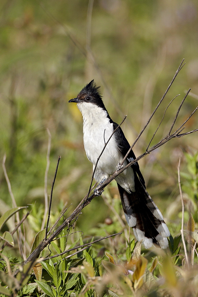 Black and white cuckoo (Oxylophus jacobinus), Serengeti National Park, Tanzania, East Africa, Africa