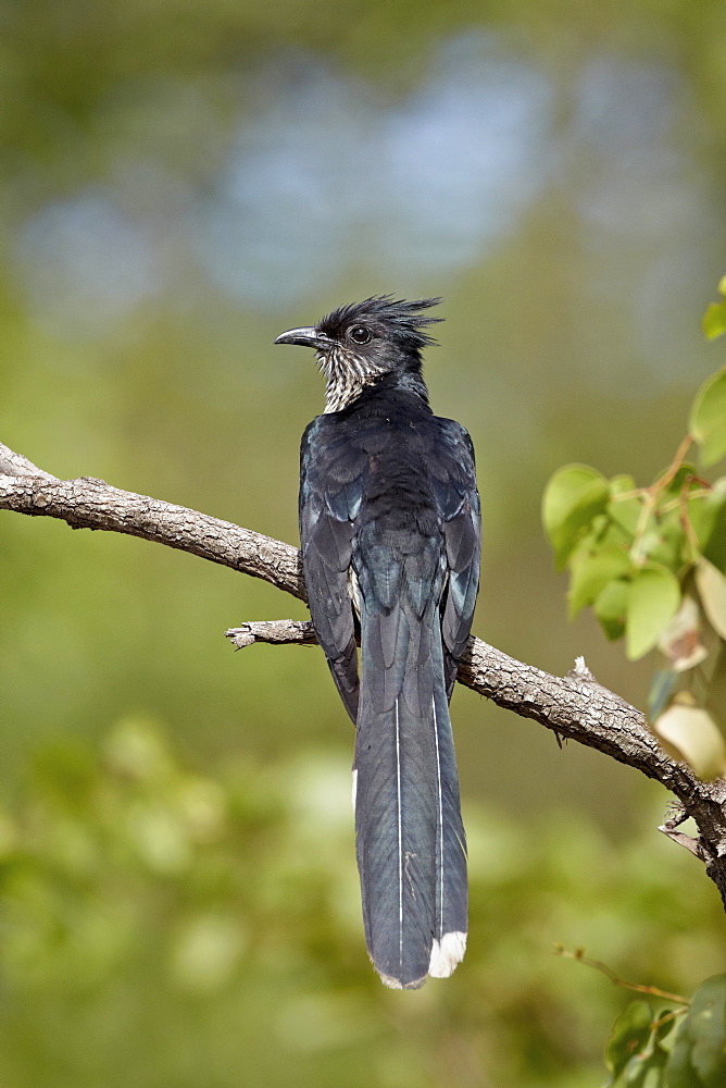 Levaillant's cuckoo (Le Vaillant's cuckoo) (striped cuckoo) (Clamator levaillantii), Kruger National Park, South Africa, Africa