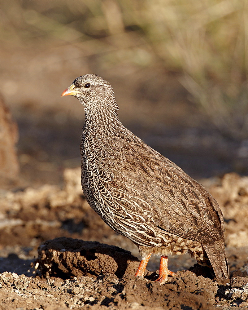 Natal francolin (Pternistes natalensis), Kruger National Park, South Africa, Africa