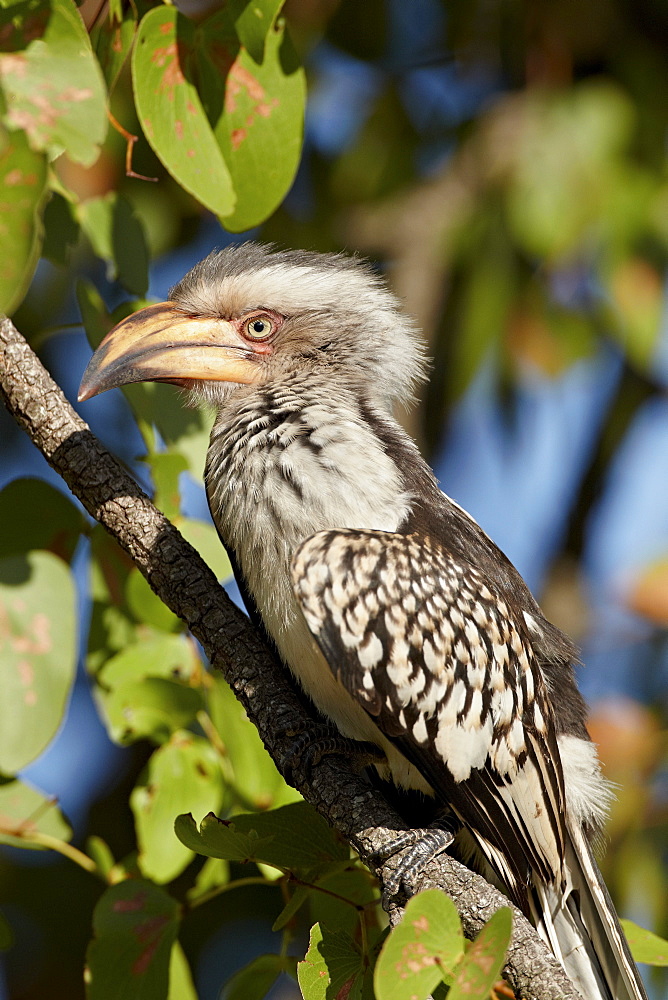 Immature Southern yellow-billed hornbill (Tockus leucomelas), Kruger National Park, South Africa, Africa