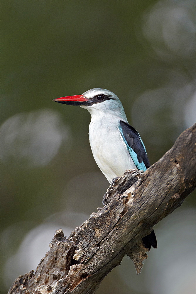 Woodland kingfisher (Halcyon senegalensis), Kruger National Park, South Africa, Africa