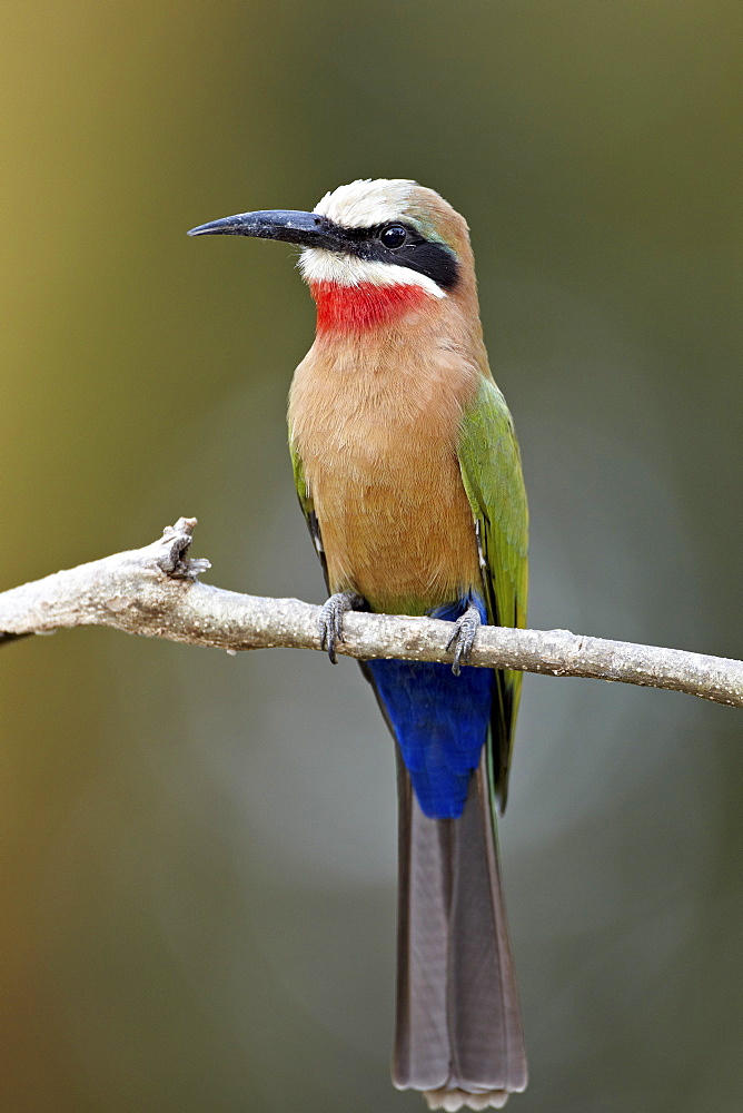 White-fronted bee-eater (Merops bullockoides), Kruger National Park, South Africa, Africa