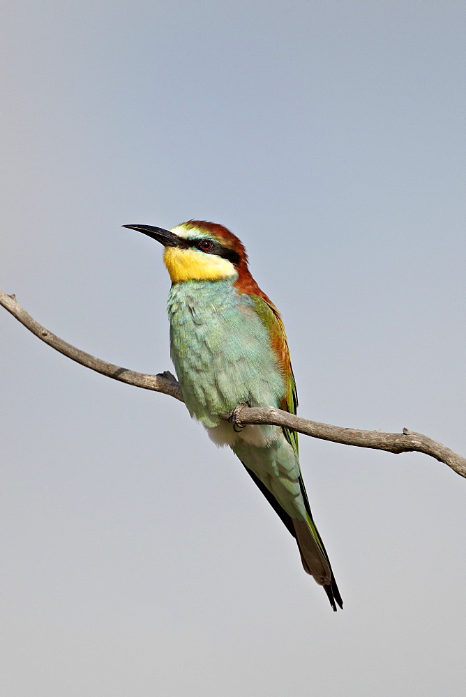 European bee-eater (golden-backed bee-eater) (Merops apiaster), Kruger National Park, South Africa, Africa