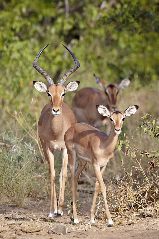 Male and female impala (Aepyceros melampus), Kruger National Park, South Africa, Africa