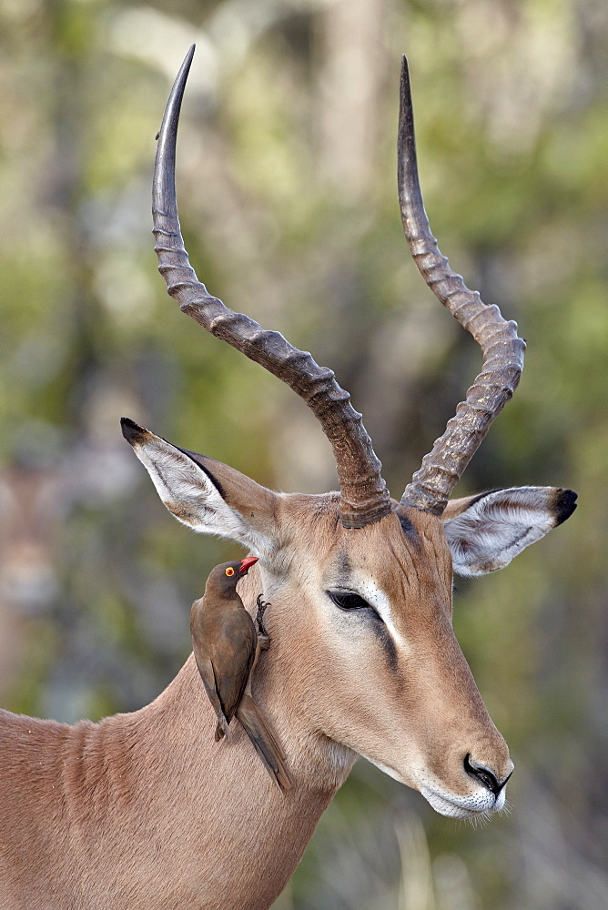 Male impala (Aepyceros melampus) with a red-billed oxpecker (Buphagus erythrorhynchus), Kruger National Park, South Africa, Africa