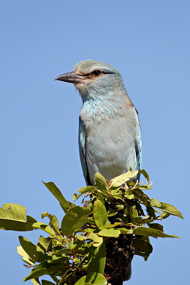 European roller (Coracias garrulus), Kruger National Park, South Africa, Africa